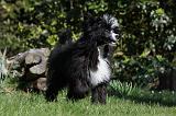 CHIEN NU CHINOIS 007